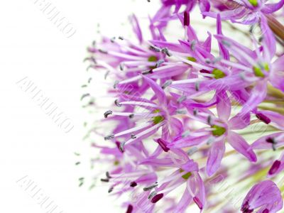 Allium Giganteum