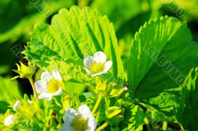 A blossoming strawberry