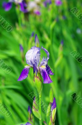 Blue iris
