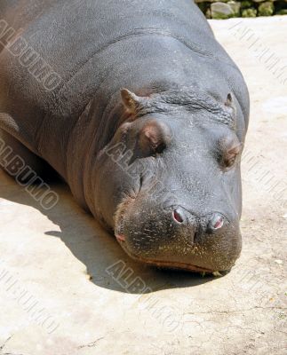 Hippopotamus sleeping
