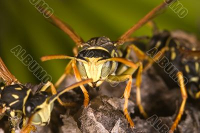 Wasps (Polistes bischoff)