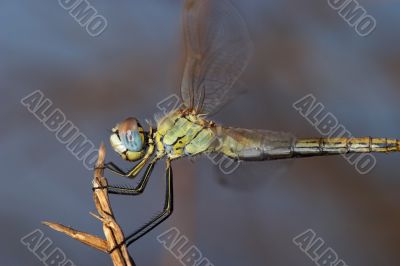 Dragonfly ( sympetrum sp )