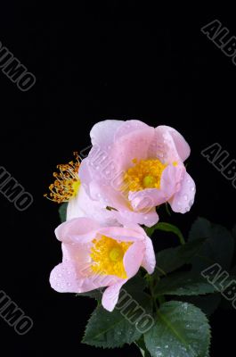 pink flowers of a dog-rose with water dorps