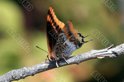 Butterfly on a Branch
