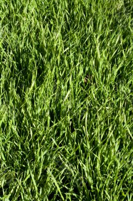Green lawn