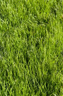 Green lawn