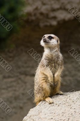 Standing suricate