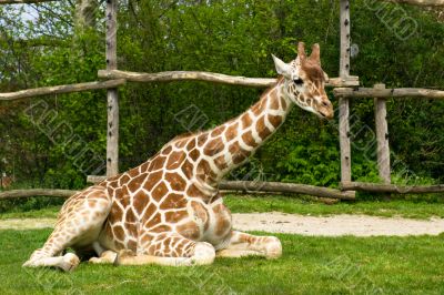 Sitting giraffe