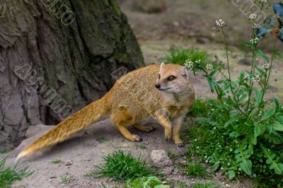 Yellow mongoose under the tree