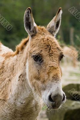 Donkey looking at camera