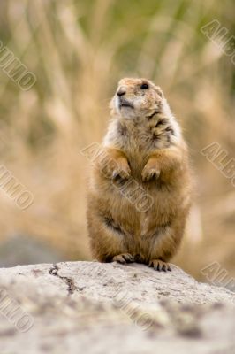 Standing and looking around prairie dog