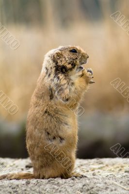 Eating prairie dog