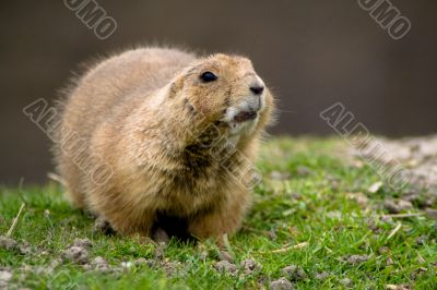 Sitting prairie dog