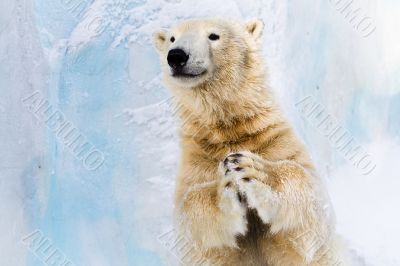 Slaping in the paws