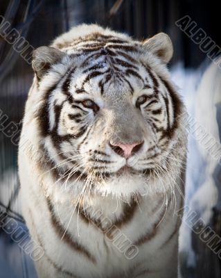 White tiger