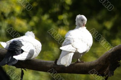 White doves on the tree