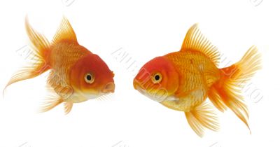 two goldfishes