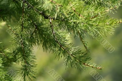 Pine tree