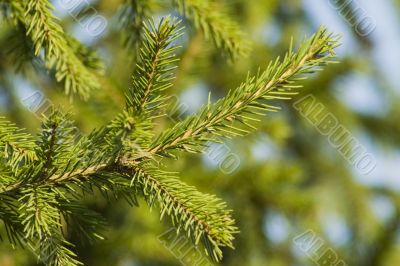 Pine tree branch 2