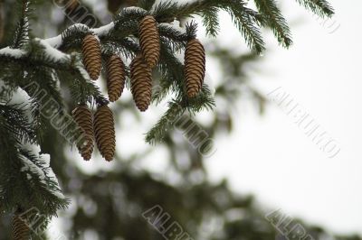 Pine tree with cones