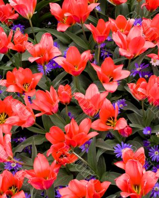Greigii Tulip Coral Satin