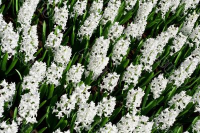 White hyacint Aiolos