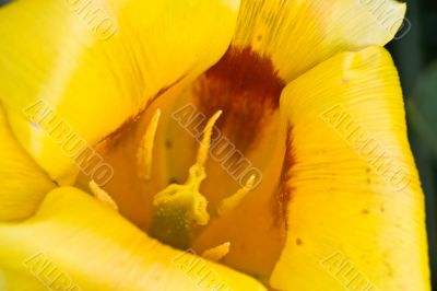 Fosteriana Tulip Yellow Empress