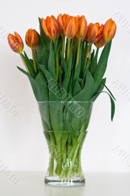 Bush of tulips