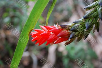 Red flowers and green leaves in tropical forest