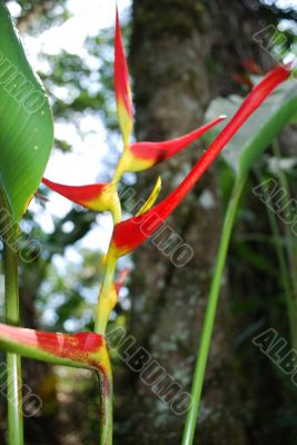 Red flowers and green leaves in tropical forest