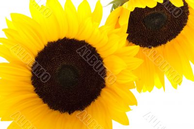 Sunflower against white background