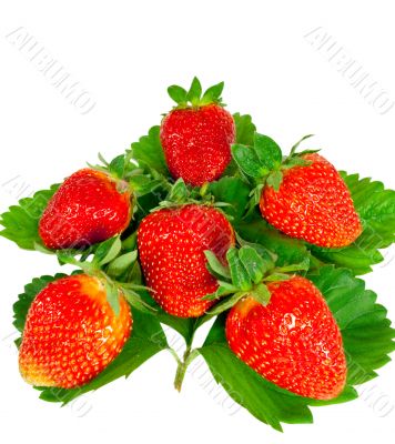 strawberry