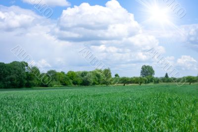 Spring landscape