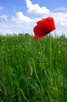 Red poppies