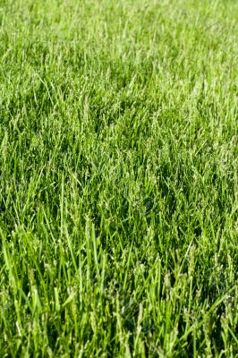 green grass