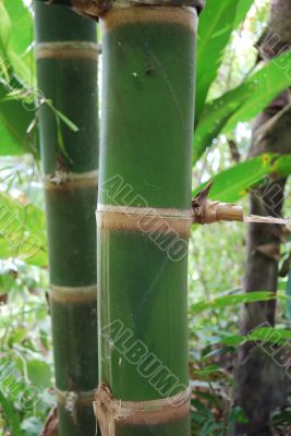 Sprout of a bamboo in jungle