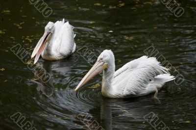 Two pelicans