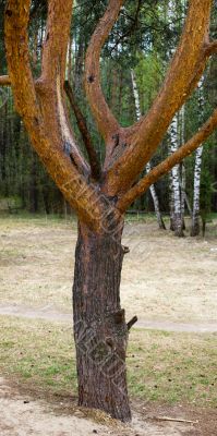 Trunk of an old pine