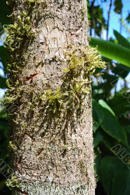 The moss growing on a tree trunk