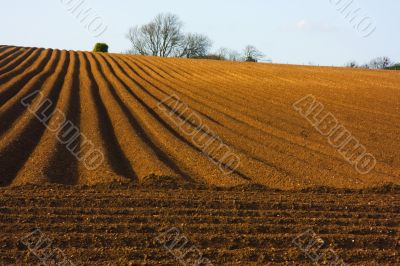 Ploughed field