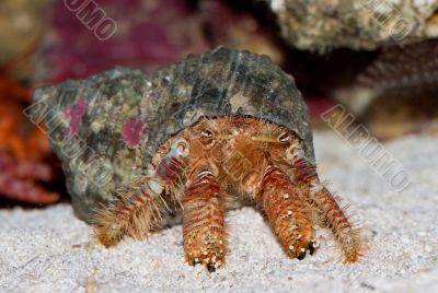 Diogenes-crab. Paguristes ortmanni.