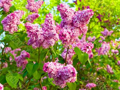 lilac flowers