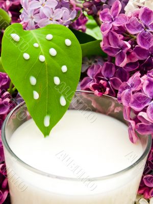 lilac flower and milk