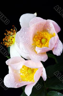 pink flowers of a dog-rose with water dorps on black background