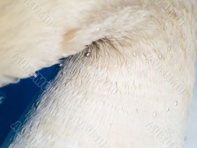 Swan abstract