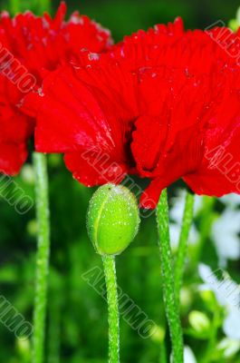 Red poppies