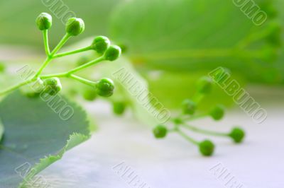 linden closeup