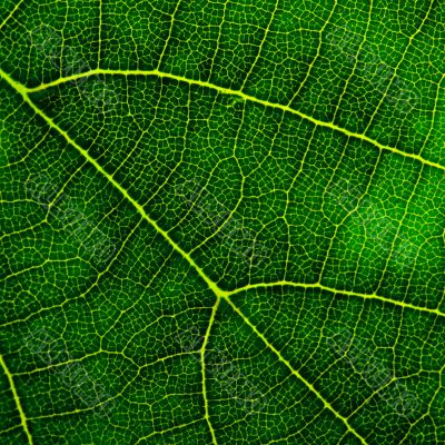 green leaf closeup