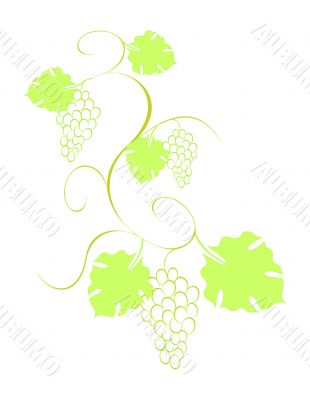 Grape vine with bunches and leaves