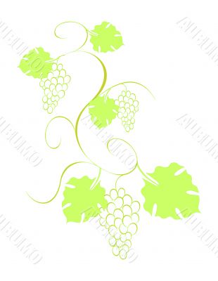 Grape vine with bunches and leaves